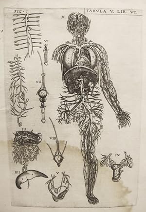 Seller image for Historia de la composicin del cuerpo humano - Tab. V. Lib. VI. for sale by Frame