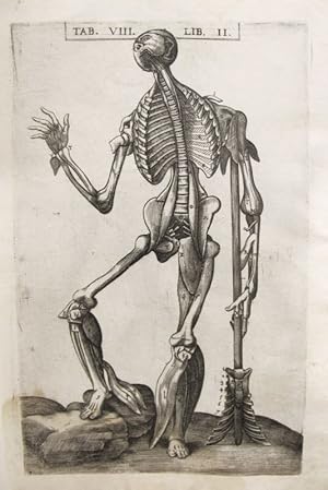 Seller image for Historia de la composicin del cuerpo humano - Tab. VIII. Lib. II. for sale by Frame