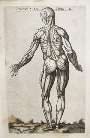 Immagine del venditore per Historia de la composicin del cuerpo humano - Tab. IX. Lib. II. venduto da Frame