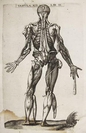 Immagine del venditore per Historia de la composicin del cuerpo humano - Tab. XII. Lib. II. venduto da Frame