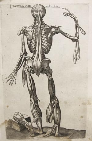 Imagen del vendedor de Historia de la composicin del cuerpo humano - Tab. XIII. Lib. II. a la venta por Frame