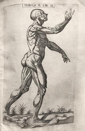 Imagen del vendedor de Historia de la composicin del cuerpo humano - Tab. II. Lib. II. a la venta por Frame