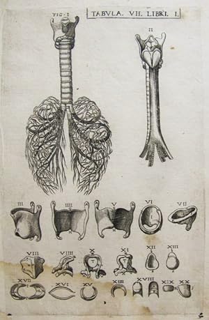 Seller image for Historia de la composicin del cuerpo humano - Tab. VII. Lib. I. for sale by Frame