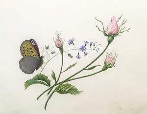 Flores y Mariposa