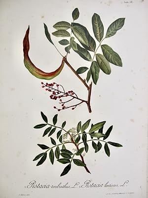 Flora Forestal Española - Pistacia Terebinthus, Pistacia Lentiscus