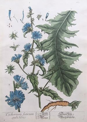 Imagen del vendedor de Cichorium Sativum Velseris a la venta por Frame