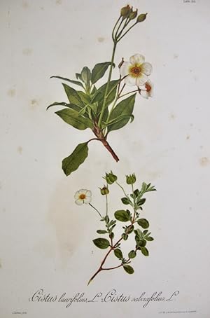 Flora Forestal Española - Cistus Laurifolius, Cistus Salviaefolius