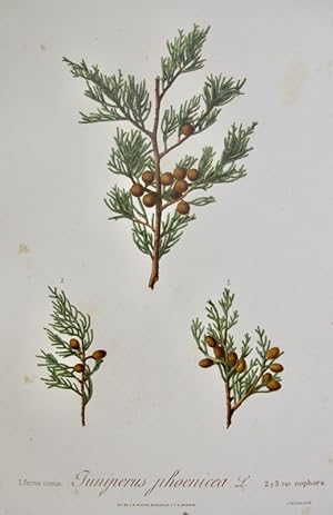 Flora Forestal Española - Juniperus Phoenicea