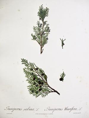 Flora Forestal Española - Juniperus Sabina, Juniperus Thurifera