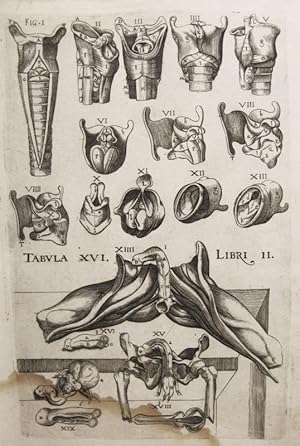 Seller image for Historia de la composicin del cuerpo humano - Tab. XVI. Lib. II. for sale by Frame