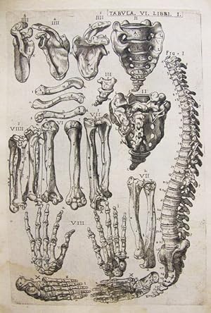 Seller image for Historia de la composicin del cuerpo humano - Tab. VI. Lib. I. for sale by Frame