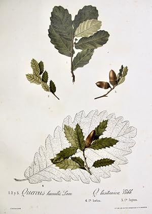 Flora Forestal Española - Quercus Humilis, Lam., Q. Lusitanica, Webb