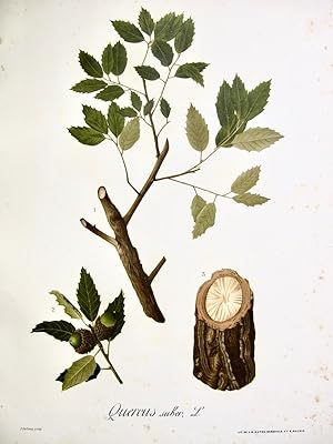 Flora Forestal Española - Quercus Suber