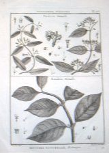 Histoire Naturelle, Botanique : Pentandrie, Monogynie (Paederia / Ronabea)
