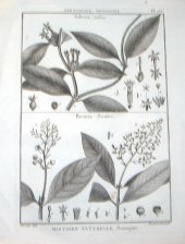 Histoire Naturelle, Botanique : Pentandrie, Monogynie (Sabicea / Bertiera)