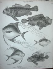 Ichthyology order thoracici : G. Scorpaena, Genus Zeus. (Ictiologia, peces)