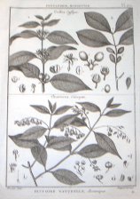 Histoire Naturelle, Botanique : Pentandrie, Monogynie (Coffea / Chiococca)