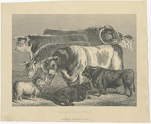 Antique Print of Prize Cattle by Mackenzie (c.1880)