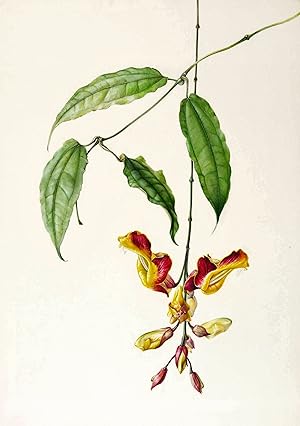 Zierpflanzen. - Thunbergien / Himmelsblumen. - Thunbergia mysorensis. - Felsko-Schülke. - "Mysori...