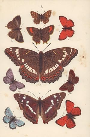 Seller image for Zwei Farblithografien von 1918 mit beigelegter Legende. Schmetterlinge. for sale by ANTIQUARIAT Franke BRUDDENBOOKS