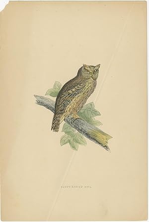 Antique Bird Print of the Eurasian Scops Owl by Morris (c.1880)