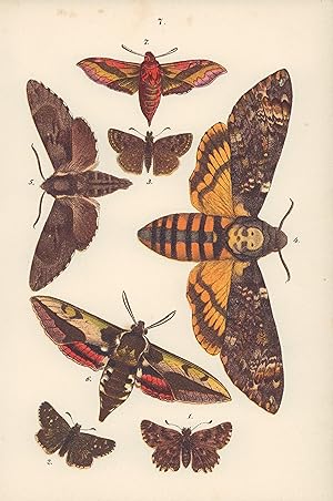 Seller image for Zwei Farblithografien von 1918 mit beigelegter Legende. Schmetterlinge. for sale by ANTIQUARIAT Franke BRUDDENBOOKS