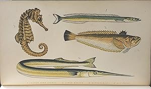 Image du vendeur pour Sea-side Walks of a Naturalist with his Children. New Edition. mis en vente par Hnersdorff Rare Books ABA ILAB