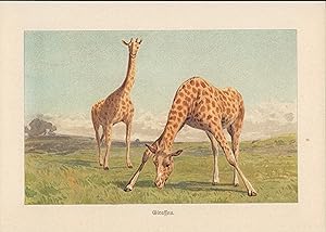 Seller image for Giraffen. Chromolithografie von 1910. for sale by ANTIQUARIAT Franke BRUDDENBOOKS