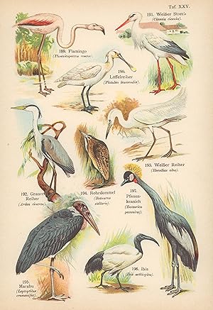 Seller image for Flamingo, Ibis. Chromolithografie von 1890. for sale by ANTIQUARIAT Franke BRUDDENBOOKS