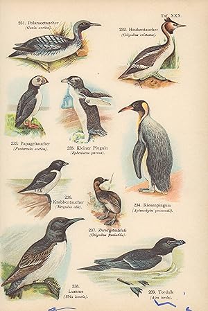 Seller image for Pinguin, Krabbentaucher. Chromolithografie von 1890. for sale by ANTIQUARIAT Franke BRUDDENBOOKS