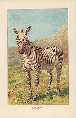 Seller image for Das Zebra. Chromolithografie von 1910. for sale by ANTIQUARIAT Franke BRUDDENBOOKS
