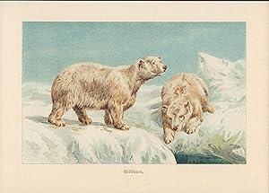 Seller image for Eisbären. Chromolithografie von 1910. for sale by ANTIQUARIAT Franke BRUDDENBOOKS
