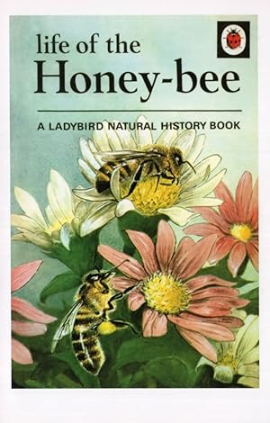 Life Of The Honey Bee Bees Ladybird First Edition Book Postcard