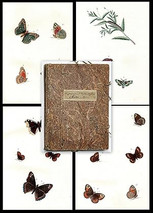 Image du vendeur pour 595 aquarellierte Federzeichnungen von Schmetterlingen, deren Raupen, Larven und anderen Insekten auf 92 Blatt. -- (Original Vorzeichnungen zu Bergstrers Nomenclatur und Beschreibung der Insecten in der Grafschaft Hanau-Mnzenberg) mis en vente par Antiquariat Steffen Vlkel GmbH