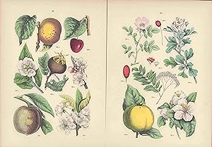 Seller image for Rosengewächse. Zwei colorierte Lithographien von 1884 mit beigelegter Legende. for sale by ANTIQUARIAT Franke BRUDDENBOOKS