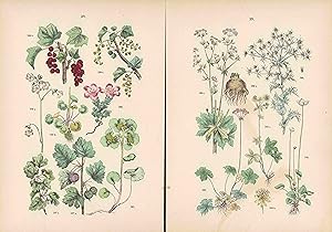 Seller image for Johannisbeergewächse, Steinbreche, Doldenpflanzen. Zwei Colorierte Lithographien von 1884 mit beigelegter Legende. for sale by ANTIQUARIAT Franke BRUDDENBOOKS