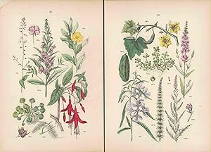 Seller image for Nachtkerzen, Weiderichgewächse, Kürbisgewächse. Zwei colorierte Lithographien von 1884 mit beigelegter Legende. for sale by ANTIQUARIAT Franke BRUDDENBOOKS