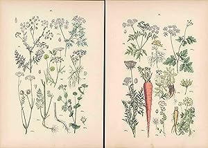 Doldenpflanzen. Zwei Colorierte Lithographien von 1884 mit beigelegter Legende.