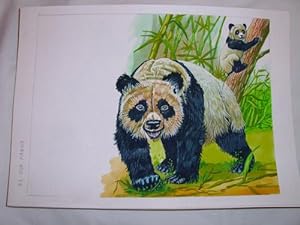 Seller image for Acuarela Original - Original Watercolor : EL OSO PANDA for sale by LIBRERA MAESTRO GOZALBO