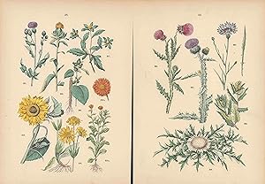 Korblütler. Zwei Colorierte Lithographien von 1884 mit beigelegter Legende.