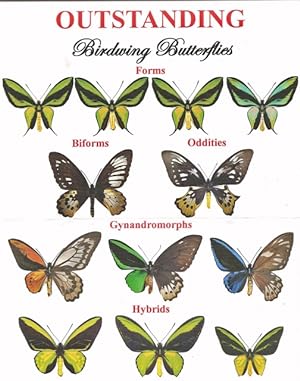 Outstanding Birdwing Butterflies