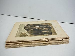 45 Baxter Kronheim Oil Colour Mammal prints 1865