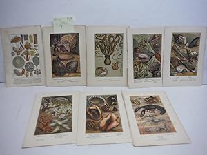 8 Baxter Kronheim Oil Colour Sea creature prints 1865