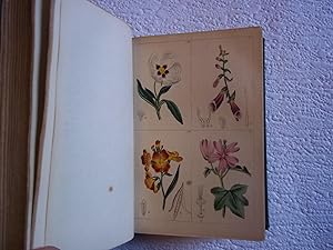 The Young Lady's Book of Botany; Being a Popular Introduction to That Delightful Science. With Tw...