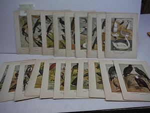 20 Baxter Kronheim Oil Colour Bird Prints 1865