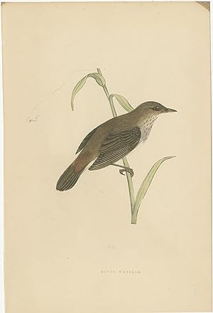 Antique Print of a River Warbler by Bree (1875)