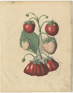 Antique Print of Strawberries by Hoffmann (1851)