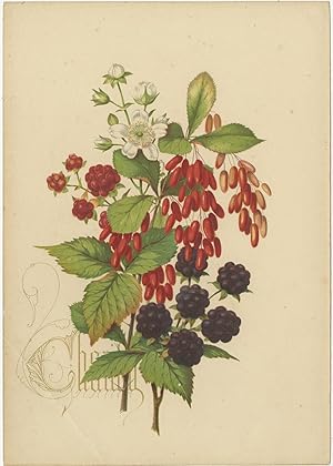 Antique Print of Berries (c.1910)