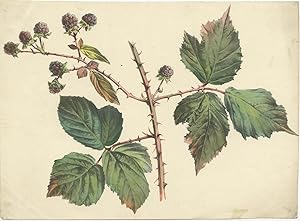 Antique Print of Blackberries (c.1880)