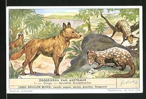 Bild des Verkufers fr Sammelbild Liebig, Bouillon Blokje, Zoogdieren van Australie: 1. Dingo, Gevlekte Buidelmarter zum Verkauf von Bartko-Reher